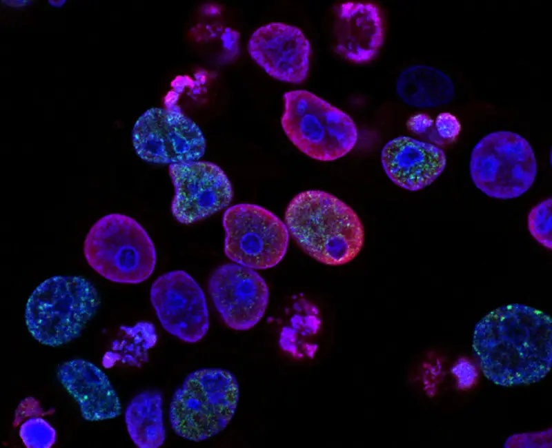 national cancer institute L7en7Lb Ovc unsplash scaled 1 800x650 1